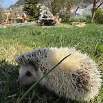 Dalgra E Garden