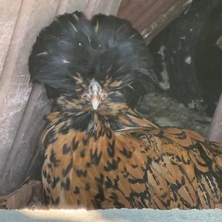 Dalgra E Garden Torrevecchia Teatina