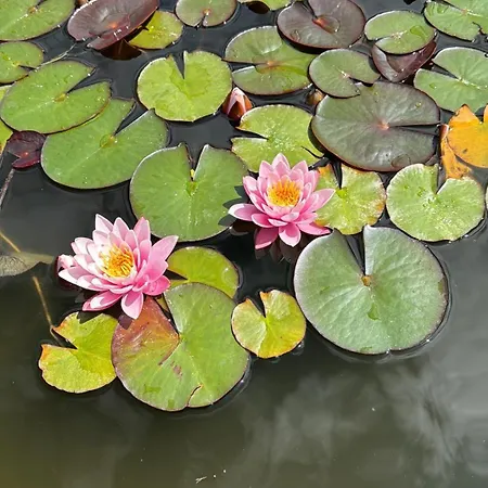 Bed & Breakfast Dalgra E Garden