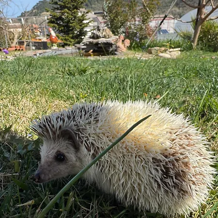 Dalgra E Garden