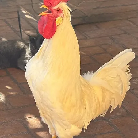 Nocleg ze śniadaniem Dalgra E Garden *