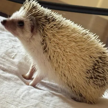 Nocleg ze śniadaniem Dalgra E Garden Torrevecchia Teatina