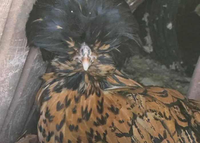 Dalgra E Garden Torrevecchia Teatina