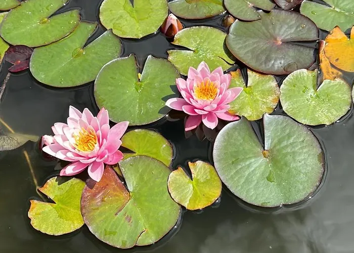 לינה וארוחת בוקר Dalgra E Garden