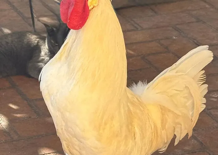 Panzió Dalgra E Garden *