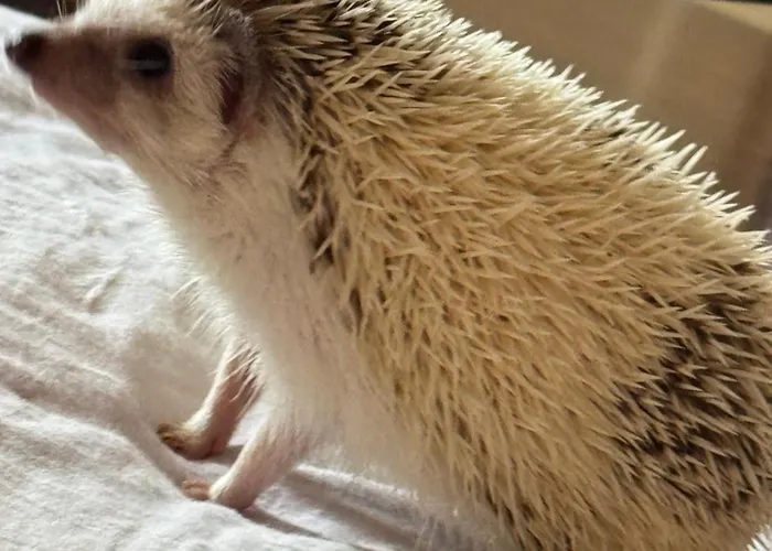 Panzió Dalgra E Garden Torrevecchia Teatina